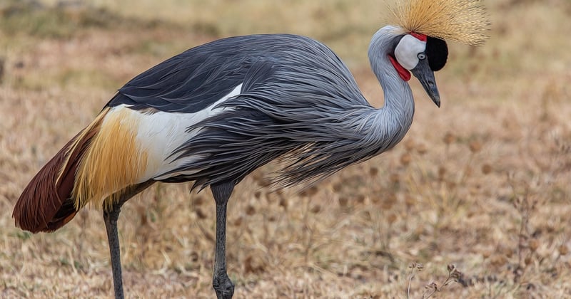 Quel budget prévoir pour un safari en Tanzanie : le guide complet