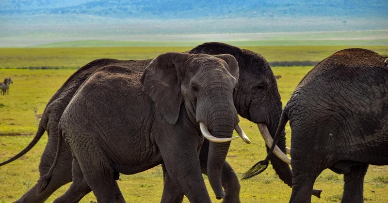 Prix d'un safari en Tanzanie de 7 à 10 jours : où se situe le point d'équilibre